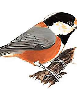 杂色山雀 / Varied Tit / Sittiparus varius