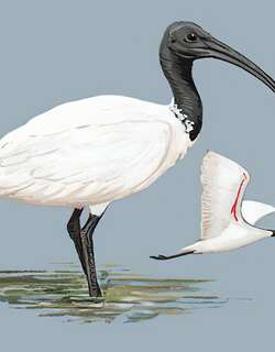 黑头白鹮 / Black-headed Ibis / Threskiornis melanocephalus