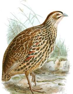 红眶鹧鸪 / Clapperton’s Spurfowl / Pternistis clappertoni