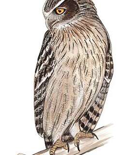 毛腿渔鸮 / Blakiston’s Fish Owl / Bubo blakistoni