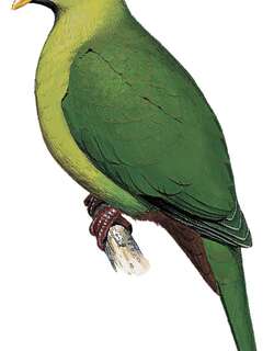 苏拉果鸠 / Sula Fruit Dove / Ptilinopus mangoliensis