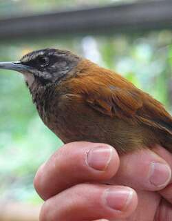 淡尾苇鹪鹩 / Plain-tailed Wren / Pheugopedius euophrys