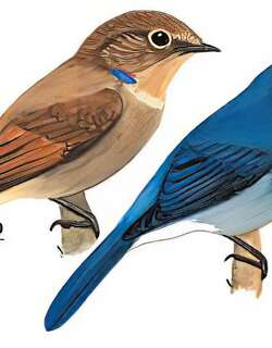 小仙鹟 / Small Niltava / Niltava macgrigoriae