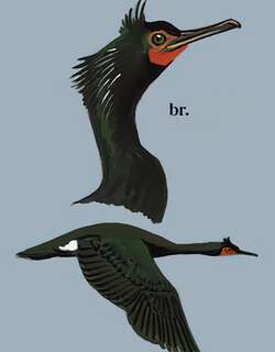 海鸬鹚 / Pelagic Cormorant / Phalacrocorax pelagicus