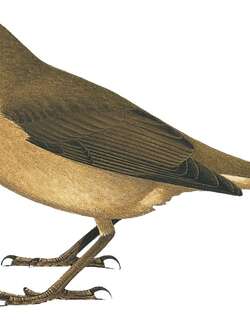 纯色鸫 / Unicolored Thrush / Turdus haplochrous