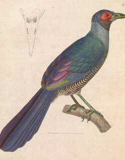 地鹃 / Bornean Ground Cuckoo / Carpococcyx radiceus