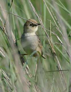 灰冠扇尾莺 / Pale-crowned Cisticola / Cisticola cinnamomeus