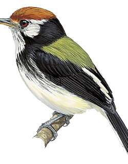 白颊哑霸鹟 / White-cheeked Tody-Flycatcher / Poecilotriccus albifacies