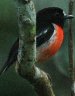 红鸲鹟 / Pacific Robin / Petroica pusilla