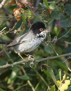 塞浦路斯林莺 / Cyprus Warbler / Curruca melanothorax