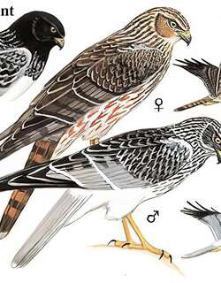 白腹鹞 / Eastern Marsh Harrier / Circus spilonotus