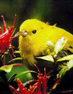 小绿雀 / Anianiau / Magumma parva