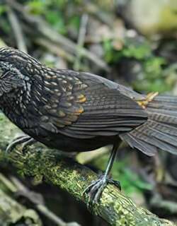 黑胸楔嘴鹩鹛 / Sikkim Wedge-billed Babbler / Stachyris humei