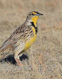 西美草地鹨 / Western Meadowlark / Sturnella neglecta