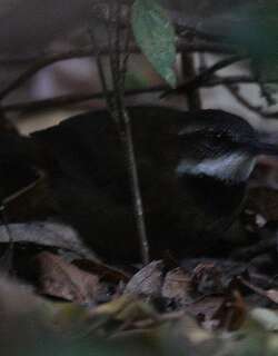 蕨鹩刺莺 / Fernwren / Oreoscopus gutturalis