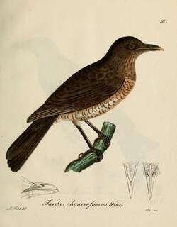 绿棕鸫 / Sao Tome Thrush / Turdus olivaceofuscus