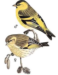 黄雀 / Eurasian Siskin / Spinus spinus