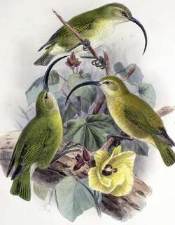 茂宜大喙雀 / Maui-nui Akialoa / Akialoa lanaiensis