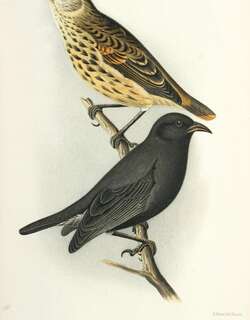 可岛雀 / Cocos Finch / Pinaroloxias inornata