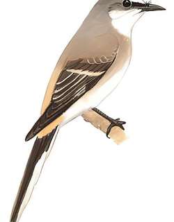 小灰山椒鸟 / Swinhoe’s Minivet / Pericrocotus cantonensis