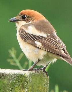 林䳭伯勞 / Woodchat Shrike / Lanius senator