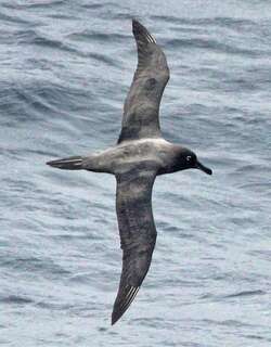 乌信天翁 / Sooty Albatross / Phoebetria fusca