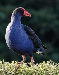 澳洲紫水鸡 / Australasian Swamphen / Porphyrio melanotus