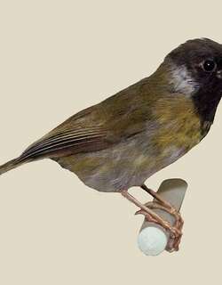 隐娇莺 / Lowland Masked Apalis / Apalis binotata