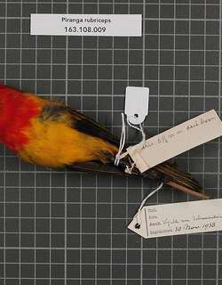 红冠丽唐纳雀 / Red-hooded Tanager / Piranga rubriceps