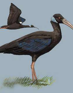 白肩黑鹮 / White-shouldered Ibis / Pseudibis davisoni