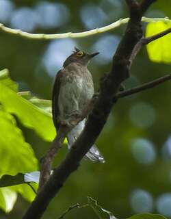黄肉垂鹎 / Yellow-wattled Bulbul / Poliolophus urostictus