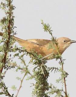 棕褐鸫鹛 / Fulvous Babbler / Argya fulva