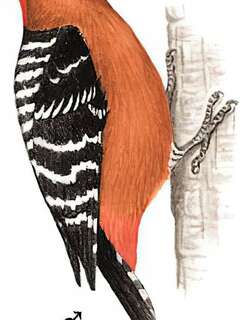 棕腹啄木鸟 / Rufous-bellied Woodpecker / Dendrocopos hyperythrus