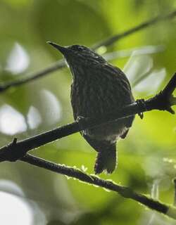 纹胸苇鹪鹩 / Stripe-breasted Wren / Cantorchilus thoracicus