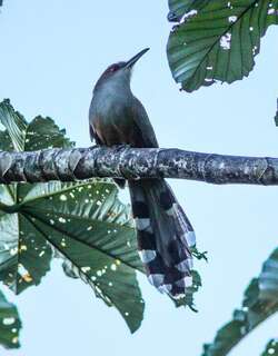 波多黎各蜥鹃 / Puerto Rican Lizard Cuckoo / Coccyzus vieilloti