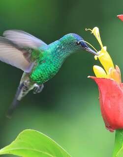 青顶蜂鸟 / Indigo-capped Hummingbird / Saucerottia cyanifrons