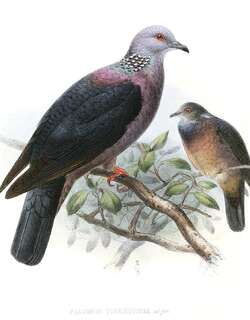 紫头林鸽 / Sri Lanka Wood Pigeon / Columba torringtoniae