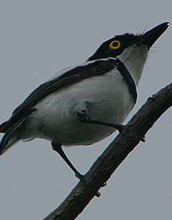 塞内蓬背鹟 / Senegal Batis / Batis senegalensis