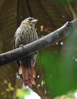 淡眉树猎雀 / Pale-browed Treehunter / Cichlocolaptes leucophrus