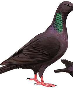黑林鸽 / Japanese Wood Pigeon / Columba janthina