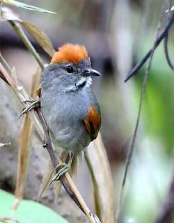 暗胸针尾雀 / Dark-breasted Spinetail / Synallaxis albigularis