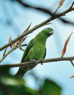 巴拉望扇尾鹦鹉 / Blue-headed Racket-tail / Prioniturus platenae