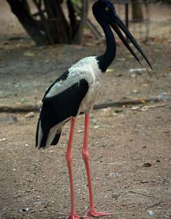 黑颈鹳 / Black-necked Stork / Ephippiorhynchus asiaticus