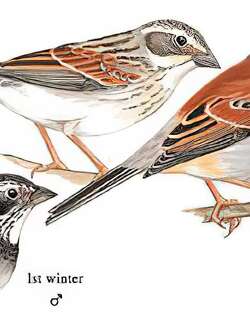 藏鹀 / Tibetan Bunting / Emberiza koslowi