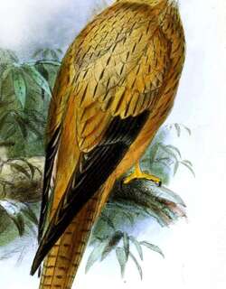 大黄眼隼 / Fox Kestrel / Falco alopex