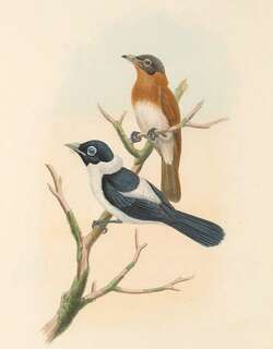 饰颈皱鹟 / Frilled Monarch / Arses telescopthalmus