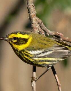 黄眉林莺 / Townsend’s Warbler / Setophaga townsendi