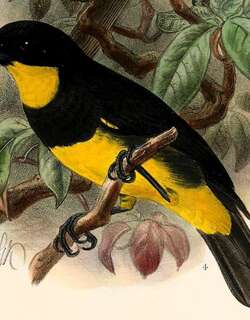 鹂啸鹟 / Oriole Whistler / Pachycephala orioloides