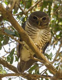 白眉鹰鸮 / White-browed Owl / Athene superciliaris