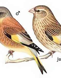 金翅[雀] / Grey-capped Greenfinch